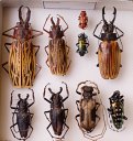 Inhs Insect Collection