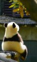 Lu Cheng